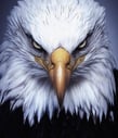 American bald eagle focus
